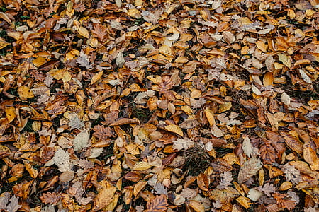 Autumn walk to the forest in foggy weather thumbnail