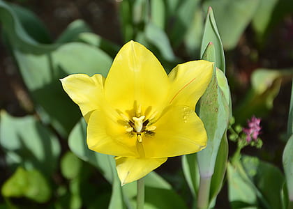 yellow tulip thumbnail