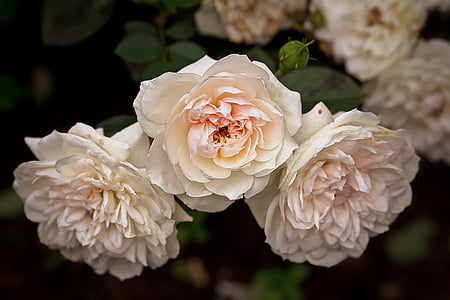 white flowers thumbnail
