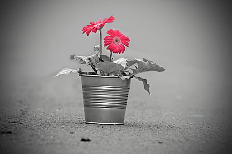 shallow focus on pink potted flower thumbnail