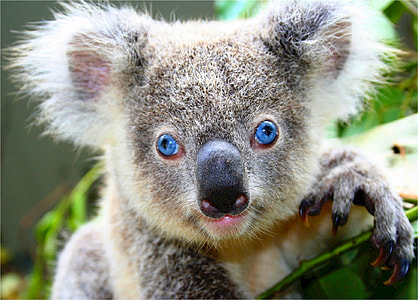 selective focus of Koala bear thumbnail
