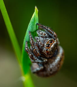 closeup photography of brown jumping spider thumbnail