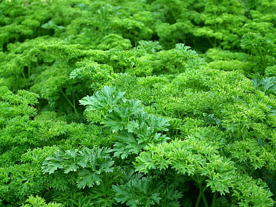 green leaf plants graphic wallpaper thumbnail