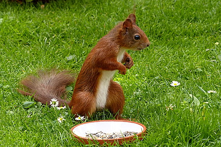 squirrel standing near plate thumbnail
