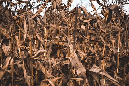 selective focus photography of withered corn field thumbnail
