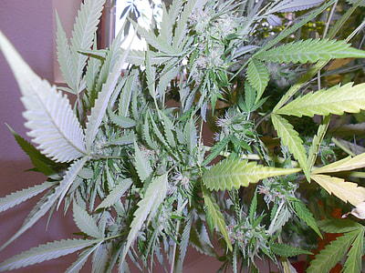 marijuana leaves thumbnail