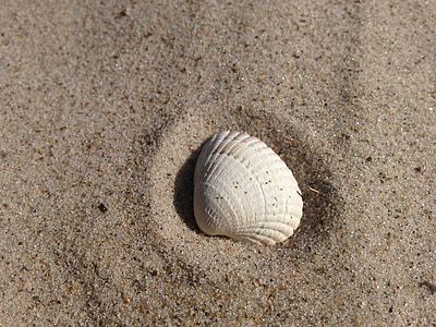 white clam shell thumbnail