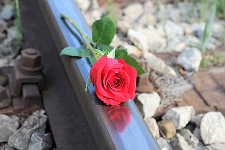 close-up photo of red rose thumbnail