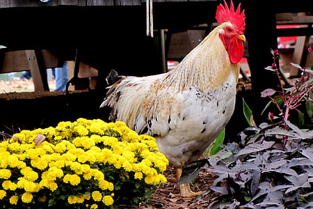 white and brown rooster near plants thumbnail