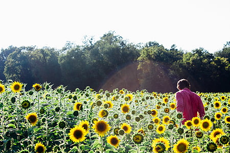 person standing on field of sunflowers thumbnail