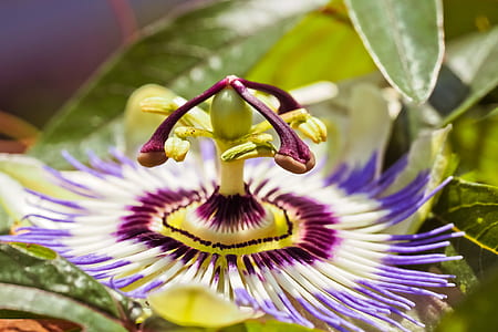 selective focus photography of white and purple petaled flower thumbnail