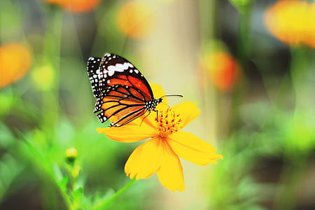 brown butterfly on yellow flower thumbnail