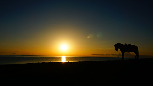 silhouette photography of horse thumbnail