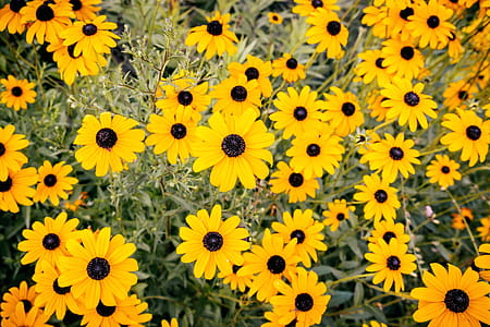 Beautiful yellow flowers on meadow in summer thumbnail