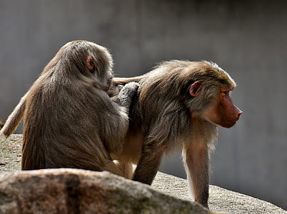 two monkeys thumbnail