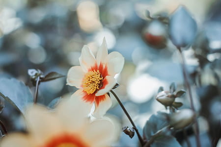 selective focus of white petaled flowr thumbnail
