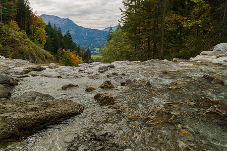 worm's eyeview of trees thumbnail