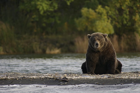 black bear on sand thumbnail