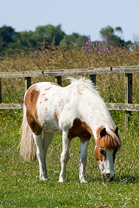 photo of brown and white horse on green grass during daytime thumbnail
