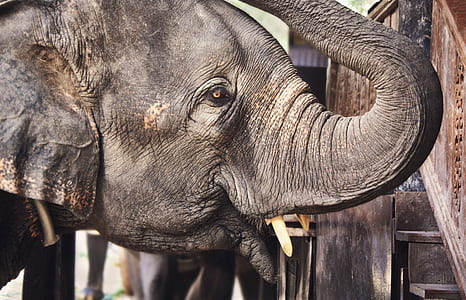 elephant standing near wooden stairs thumbnail