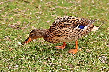 brown duck on grass field thumbnail