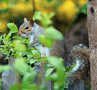 closeup photo of brown squirrel on brown wooden surface thumbnail