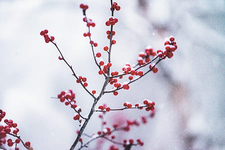 selective focus photography of red tree thumbnail