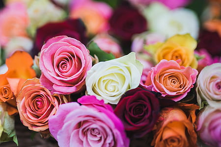 Assorted Color of Rose Flowers thumbnail
