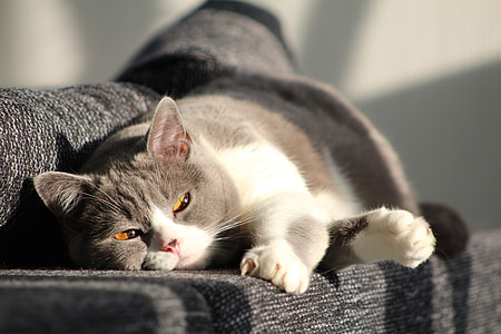 Cat, Mieze thumbnail