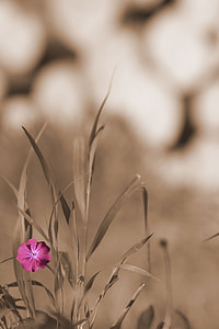 selective focus photography of pink petaled flower thumbnail