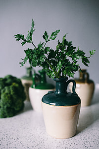 Parslel, cucumbers, green peas, and other greenery thumbnail