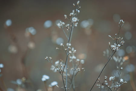 light, dawn, flowers, summer thumbnail