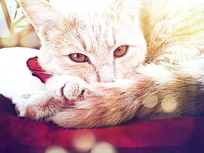 orange tabby cat lying on red velvet textile thumbnail