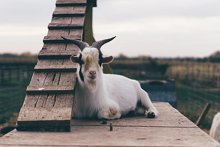 selective focus photo of goat lying on brown wooden board thumbnail