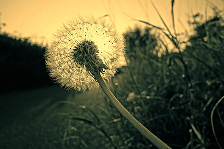 Close Up Photography of Dandelion thumbnail