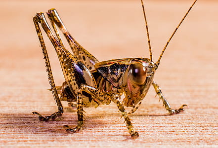 Black and Yellow Grasshopper thumbnail