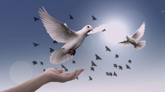 pigeon flying illustration thumbnail