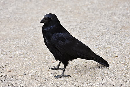 photo of black crow on beige soil thumbnail