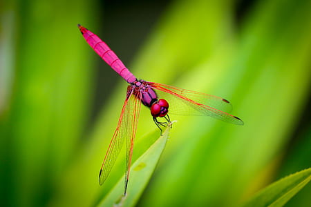 pink dragonfly on green leafed plant thumbnail