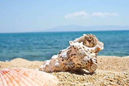 selective focus photography of sea sconce on brown soil near body of water thumbnail