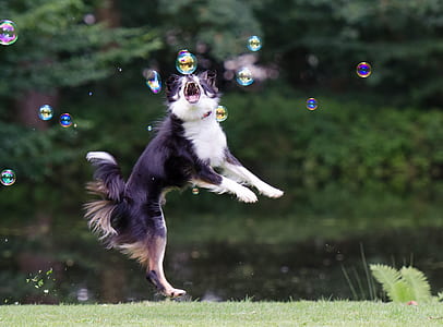 adult black and white border collie playing with bubbles during daytime thumbnail