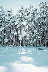white trees under white sky thumbnail