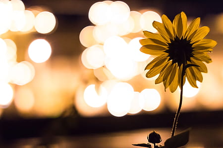 sunflower with bokeh background thumbnail