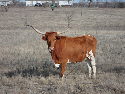 brown and white highland cattle on gray field thumbnail