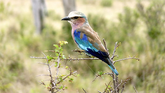 selective focus of gray and blue bird perched on tree branch thumbnail