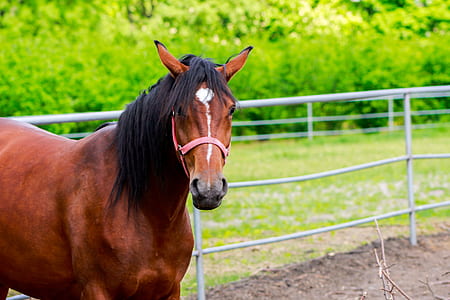 brown horse near green leafed plants during daytime thumbnail