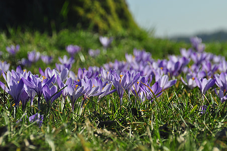 closeup photo of purple petaled floweras thumbnail