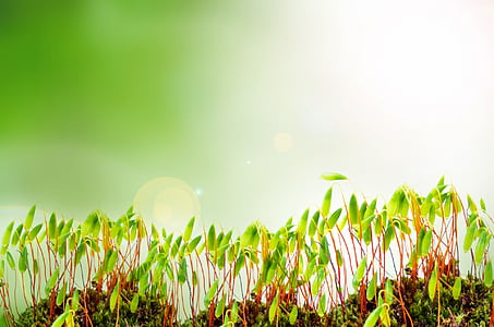 close-up photo of green leaf plants thumbnail