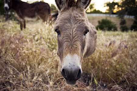 closed-up photo of gray donkey thumbnail