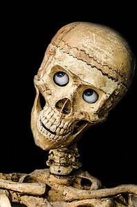 human skeleton thumbnail